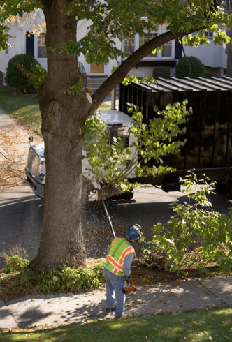 Arborist trimming and pruning branches from a large tree on the side of a residential street